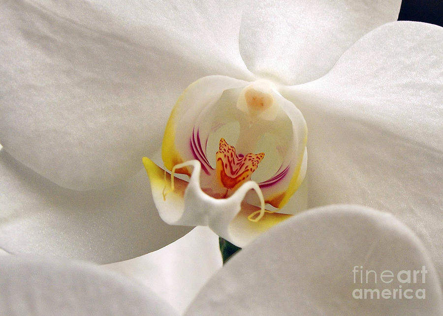 Soft Orchid Photograph by Kathi Mirto