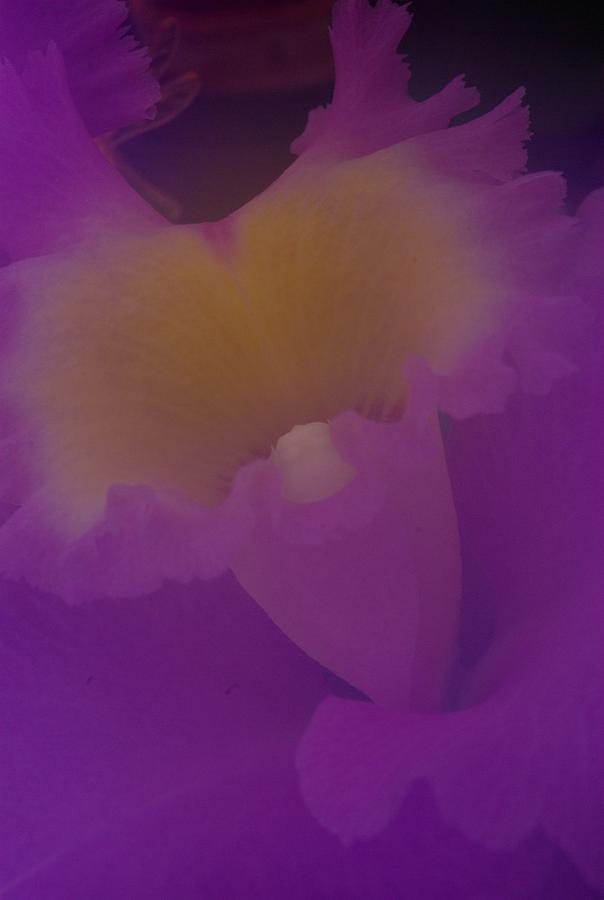 Soft Orchid Photograph by Ken Dietz