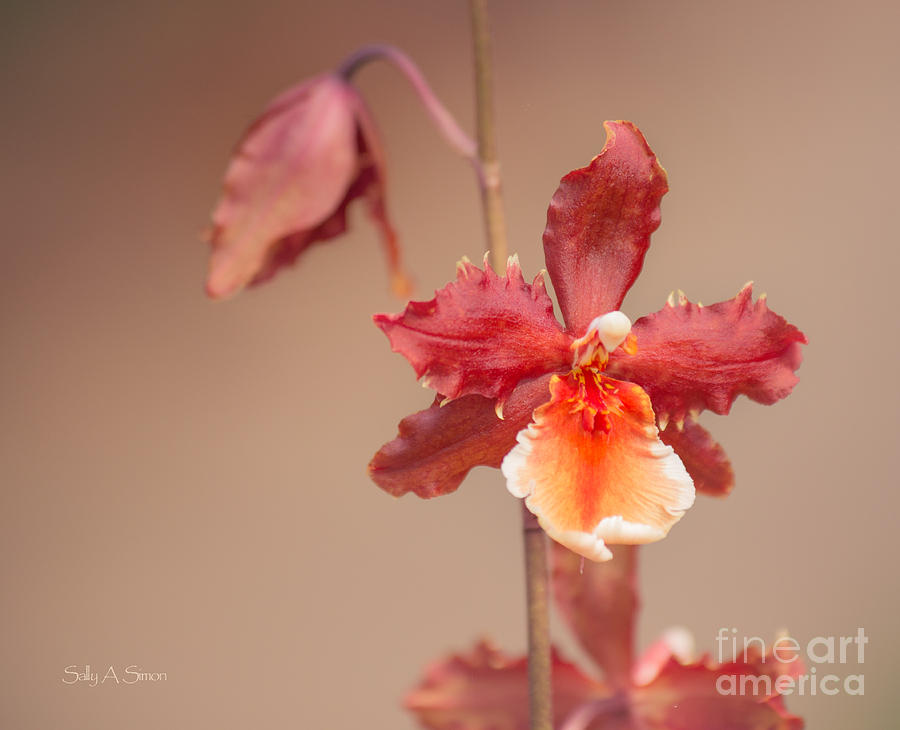 Soft Orchid Photograph by Sally Simon