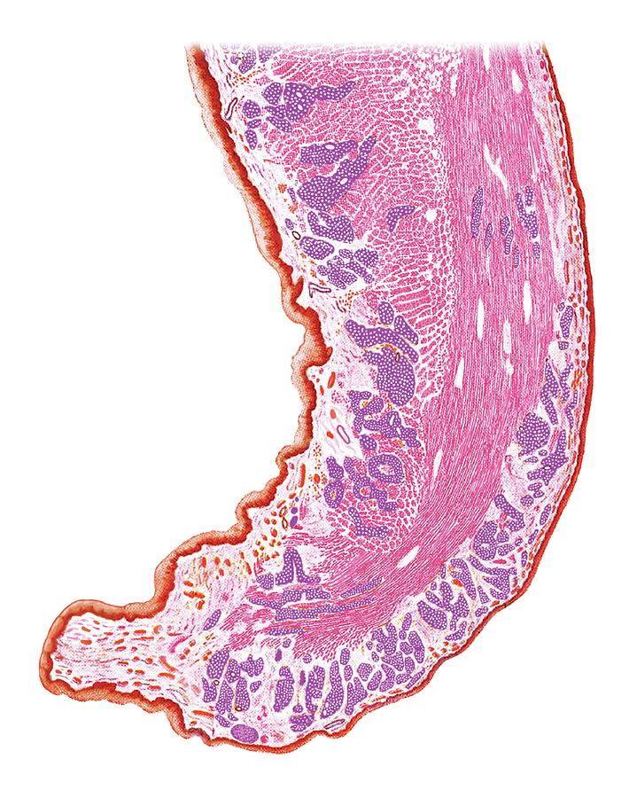 Soft Palate And Uvula Photograph by Asklepios Medical Atlas