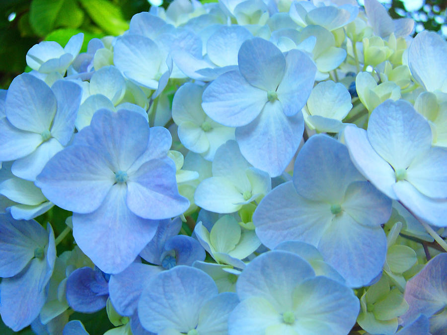 Nature Photograph - Soft Pastel Blue Hydrangea Flower Petals by Patti Baslee