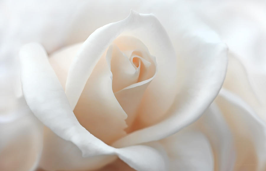 Soft Peach Rose Flower Photograph by Jennie Marie Schell