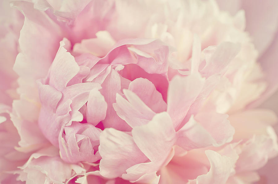 Soft Peony Photograph by Gwen Gibson