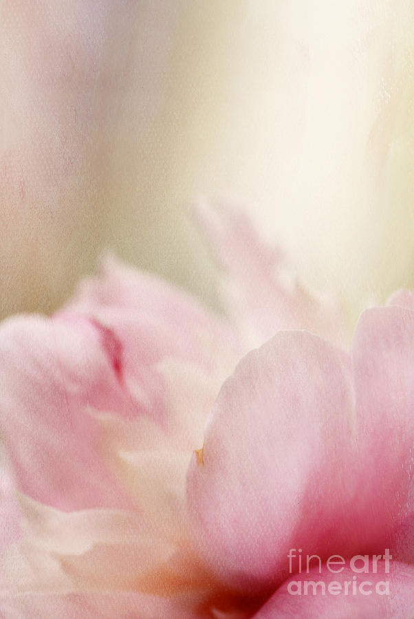 Abstract Photograph - Soft Peony Petals by Darren Fisher