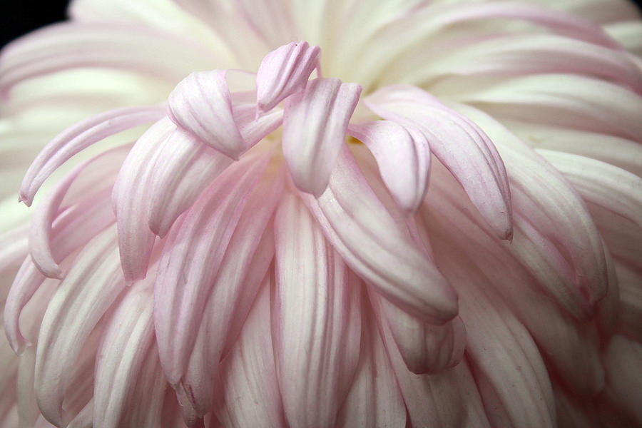 Soft Petals Photograph by Mary Haber