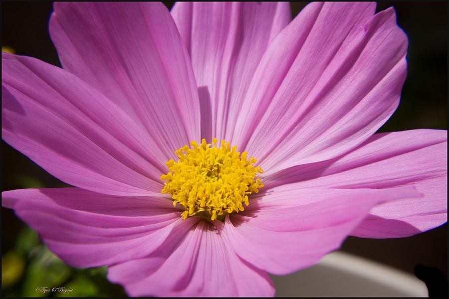 Flower Photograph - Soft Petals by Tyra  OBryant