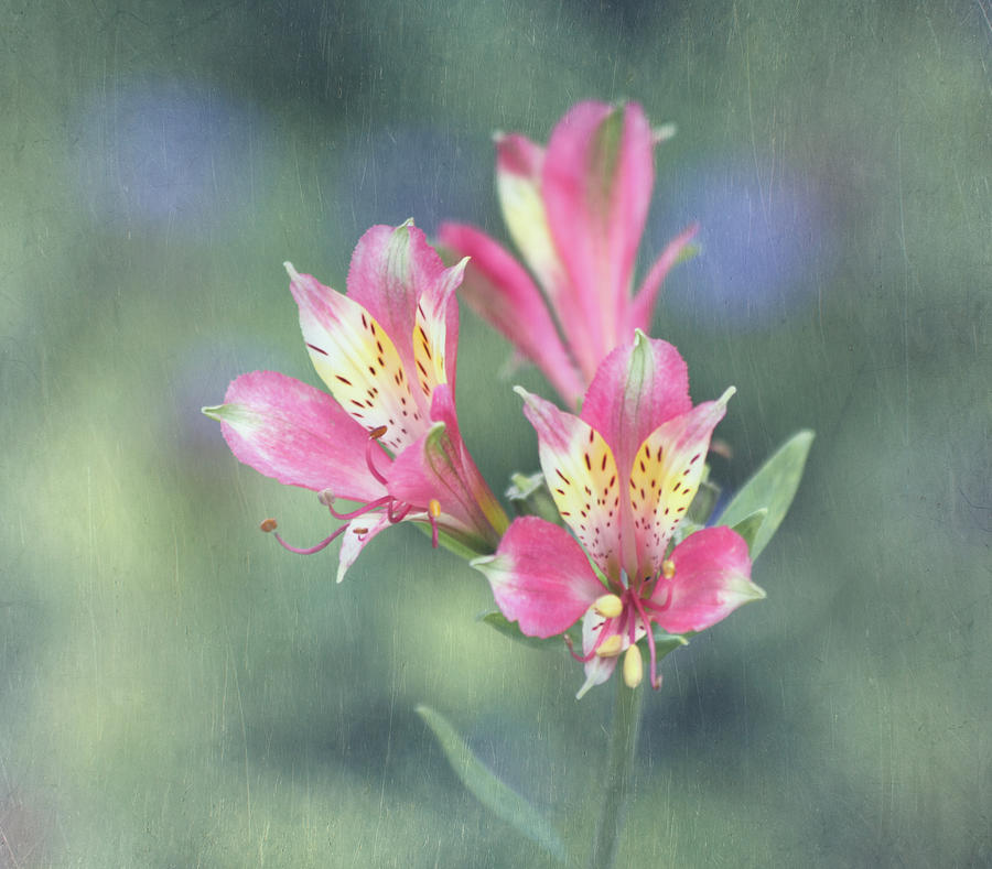 Soft Pink Alstroemeria Flower Photograph by Kim Hojnacki