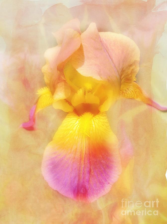 Soft  Pink and Yellow Iris  Photograph by Peggy Franz