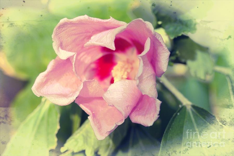 Flowers Still Life Photograph - Soft Pink by Audreen Gieger