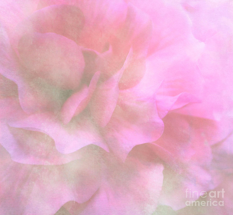 Flower Photograph - Soft Pink Begonia by Arlene Carmel