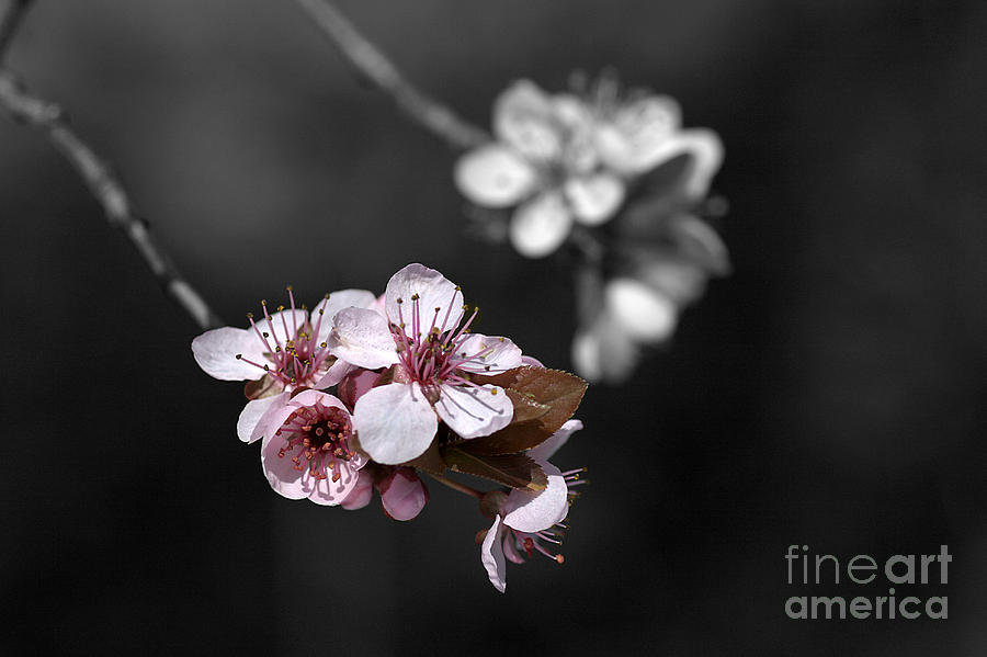 Soft Pink Blossom Photograph by Joy Watson