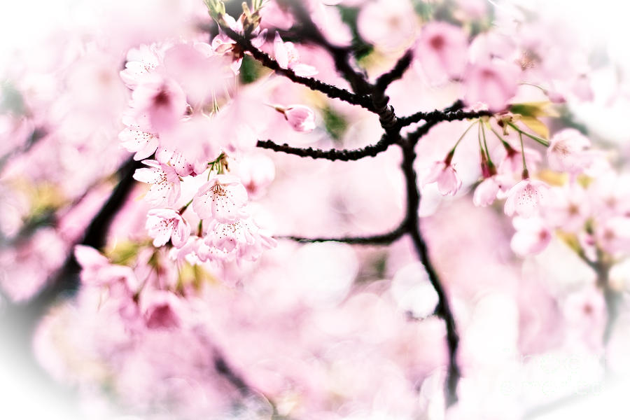Soft Pink Cherry Blossoms in the Sunlight Photograph by Beverly Claire Kaiya