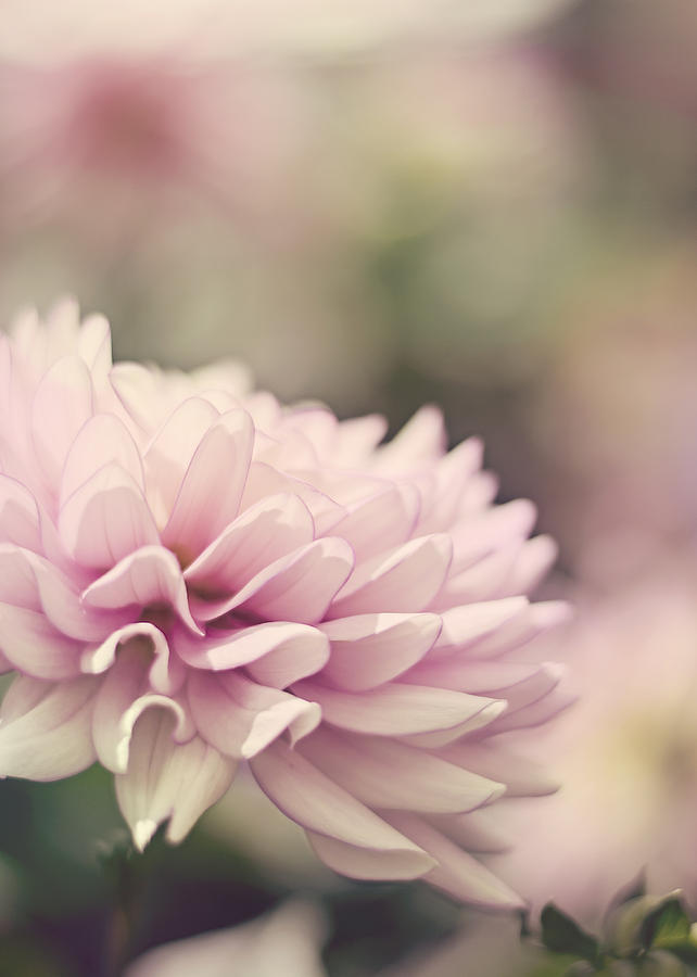 Flower Photograph - Soft Pink Dahlia by Heather Applegate