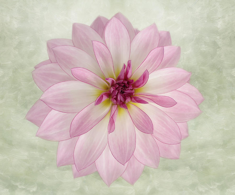 Flower Photograph - Soft Pink Dahlia by Kim Hojnacki