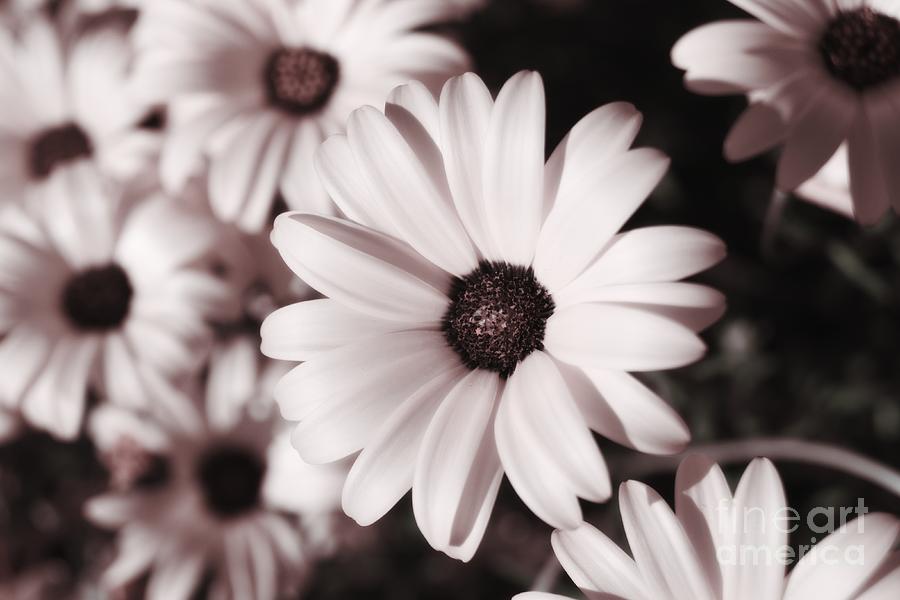 Soft Pink Daisies Photograph by MM Anderson