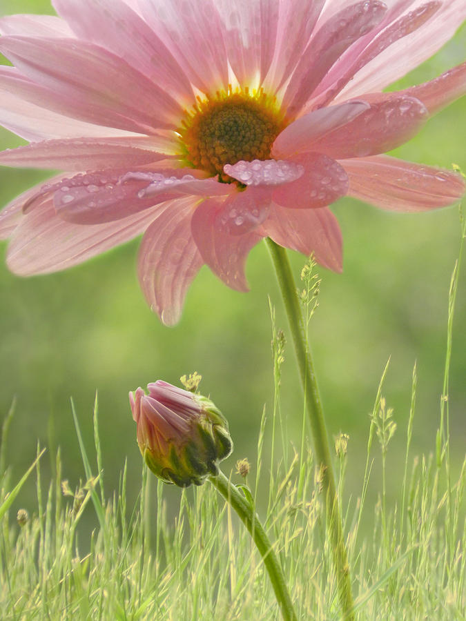 Soft Pink Daisy Photograph by Nina Bradica