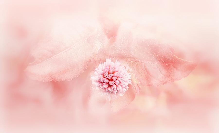 Soft pink floral abstract Digital Art by Lilia D