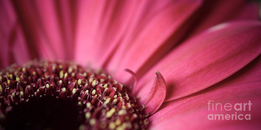 Soft Pink Gerbera Blossom Photograph by Hannes Cmarits