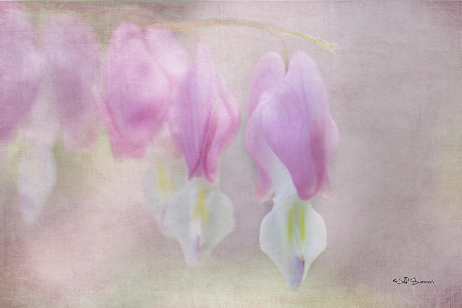 Spring Photograph - Soft Pink Heart by Jeff Swanson