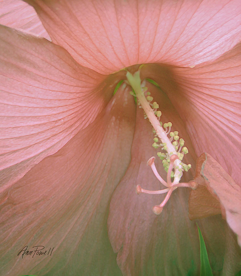Soft Pink Hibiscus Digital Art by Ann Powell
