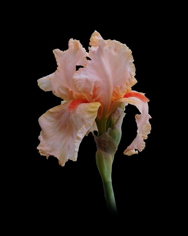 Softest Fleece Hoodie Iris – PINK ARROWS