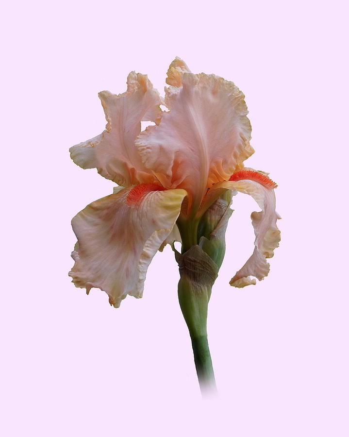 Iris Photograph - Soft Pink Iris with on a Mauve Background by Paul Gulliver