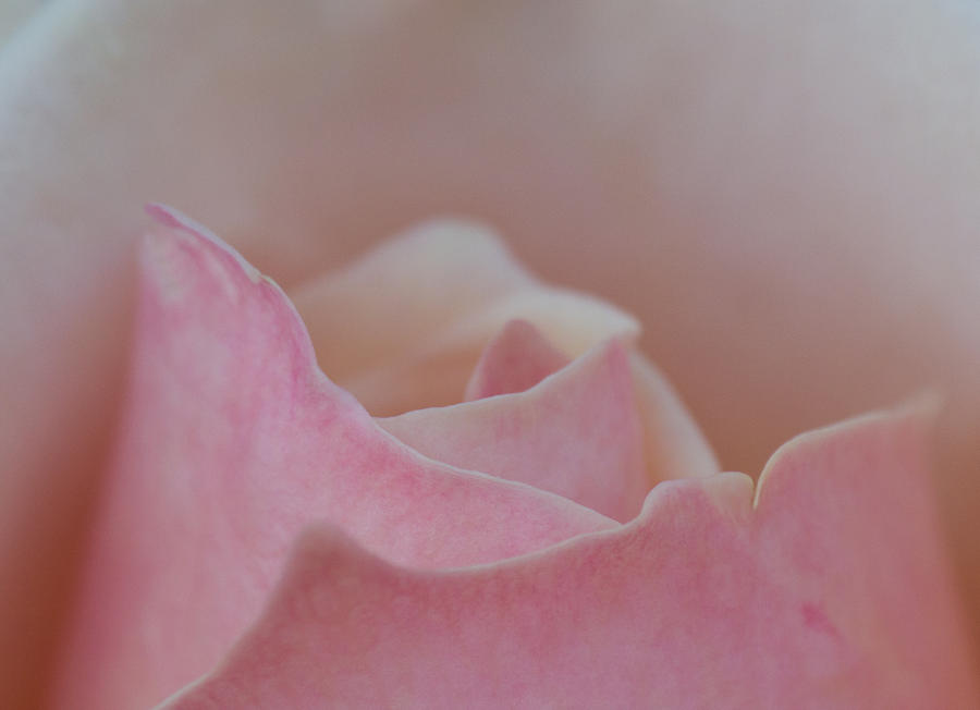 Soft Pink Photograph by Leah Palmer