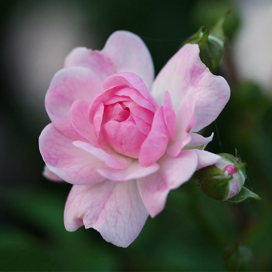 Rosebud Photograph - Soft Pink Miniature Rose by Rona Black