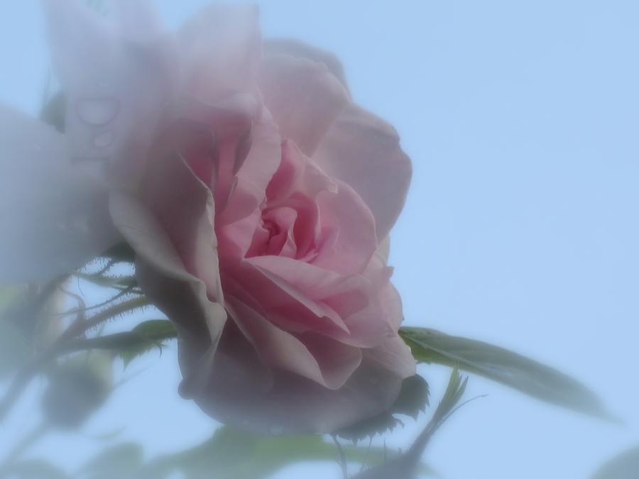 Soft Pink on Blue Rose Photograph by MTBobbins Photography