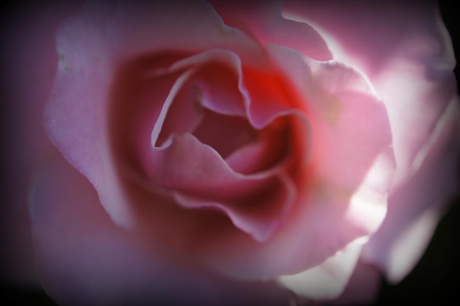Soft Pink Petals Photograph