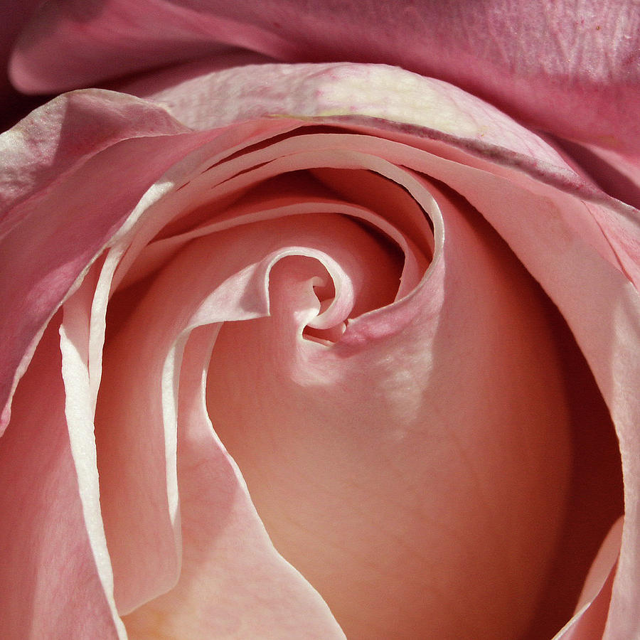 Soft Pink Rose Photograph by Art Block Collections