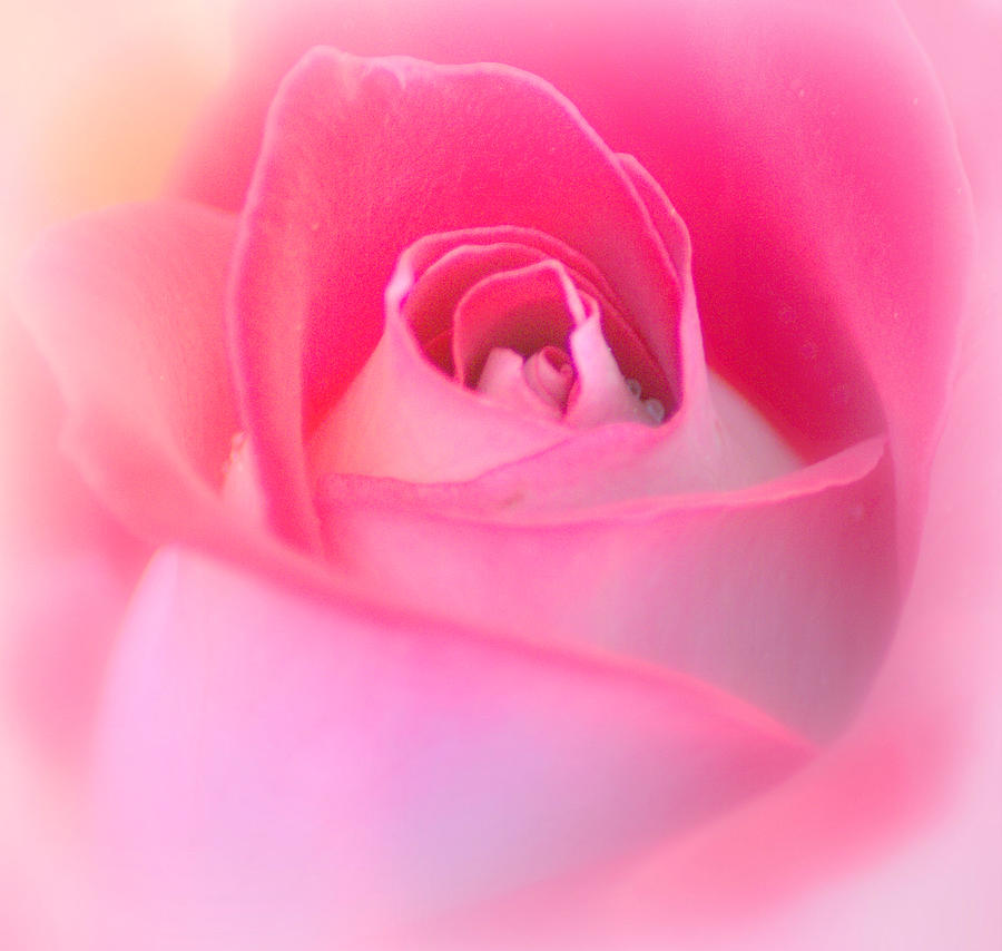Soft Pink Rose  Photograph by Joan Han