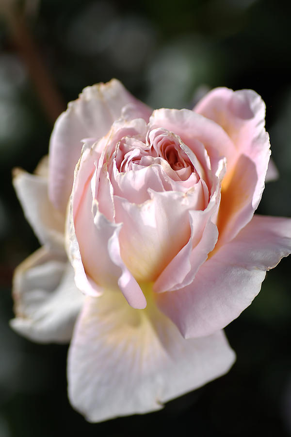 Nature Photograph - Soft Pink Rose by Joy Watson