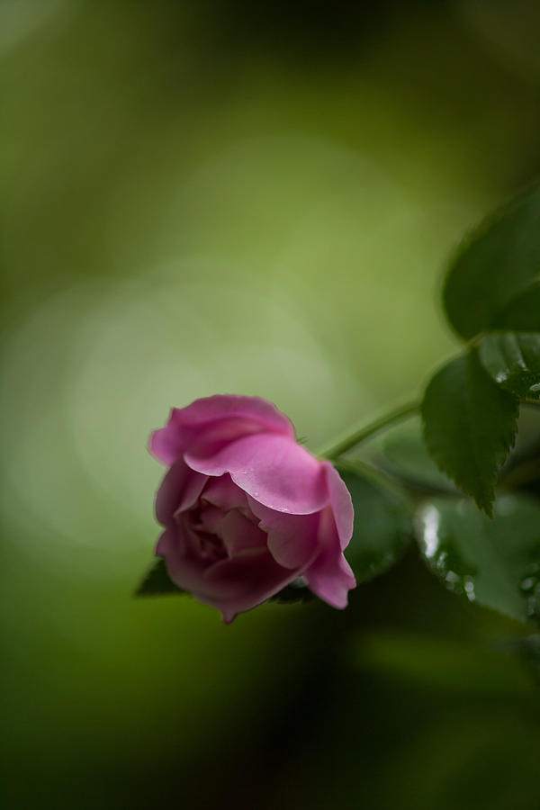 Soft Pink Rose Photograph by Mike Reid | Fine Art America