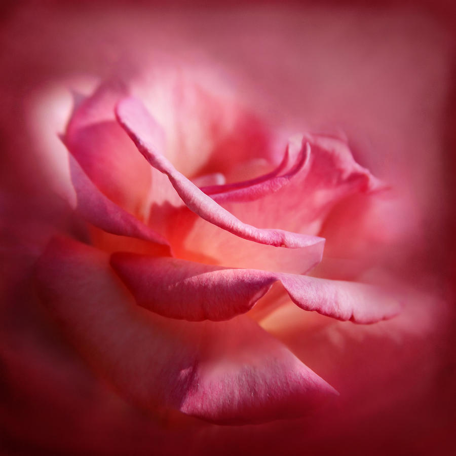 Soft Pink Rose Photograph by Sally Bauer