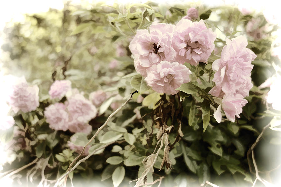 Soft Pink Roses Digital Art by Ann Powell