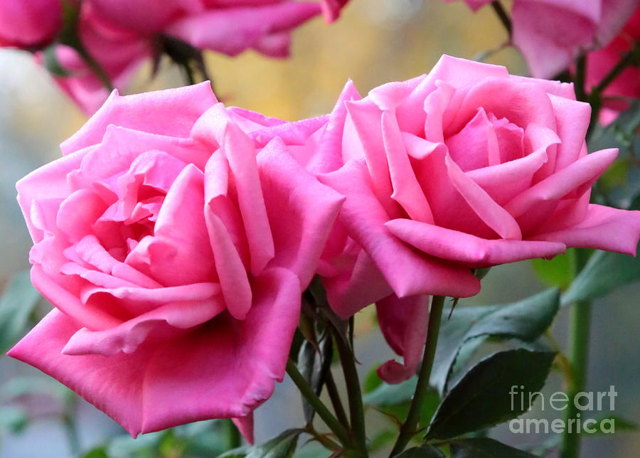 Rose Photograph - Soft Pink Roses by Carol Groenen