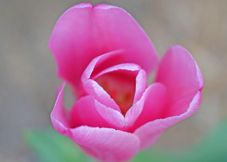 Soft Pink Tulip Photograph by Kristen Mohr