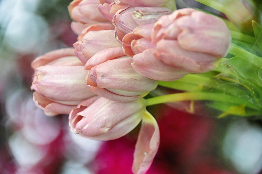 Soft Pink Tulips Photograph by Jan Amiss Photography