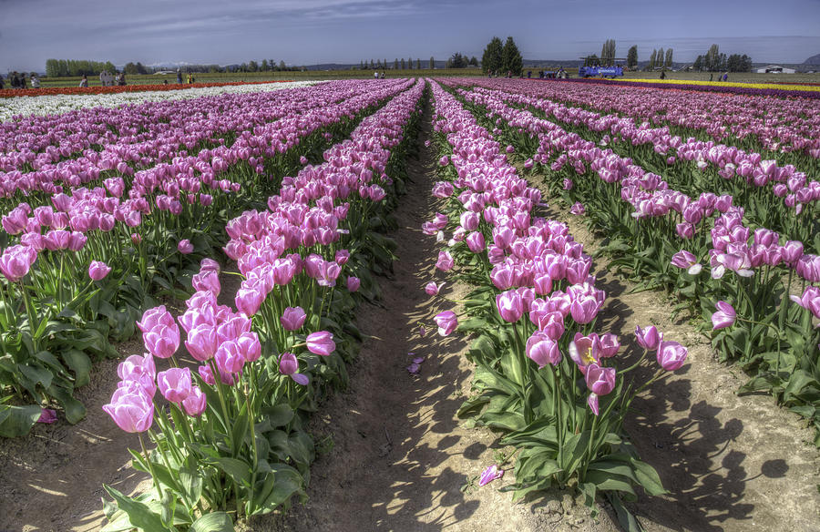Soft Pink Tulips Photograph by Spencer McDonald