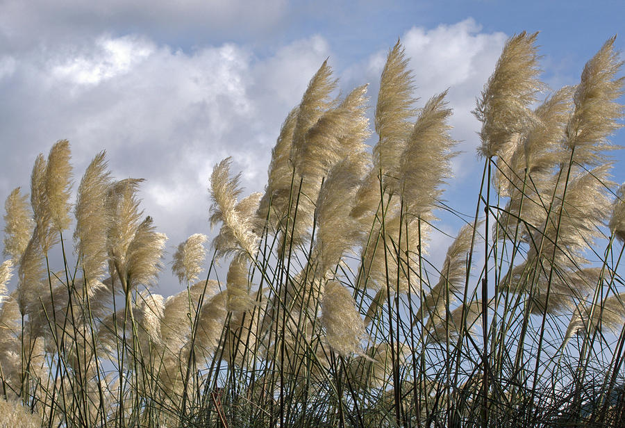 Soft Pleasure Photograph by Michael Bruce - Fine Art America