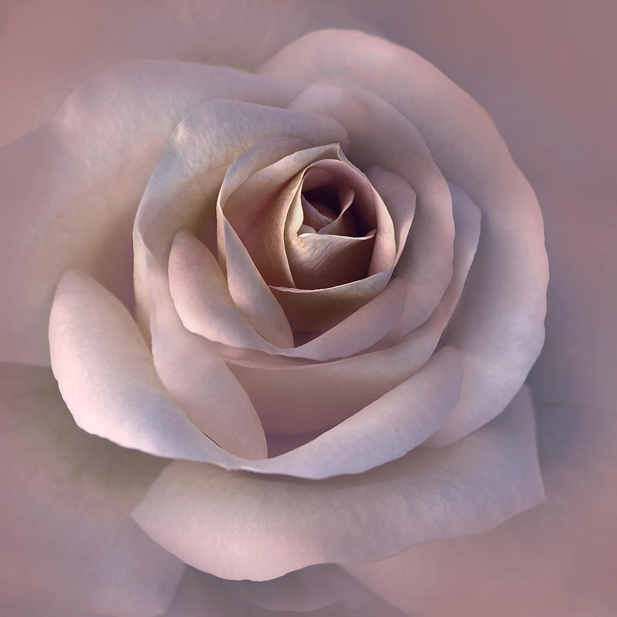 Summer Photograph - Soft Mauve Pink Rose Flower by Jennie Marie Schell