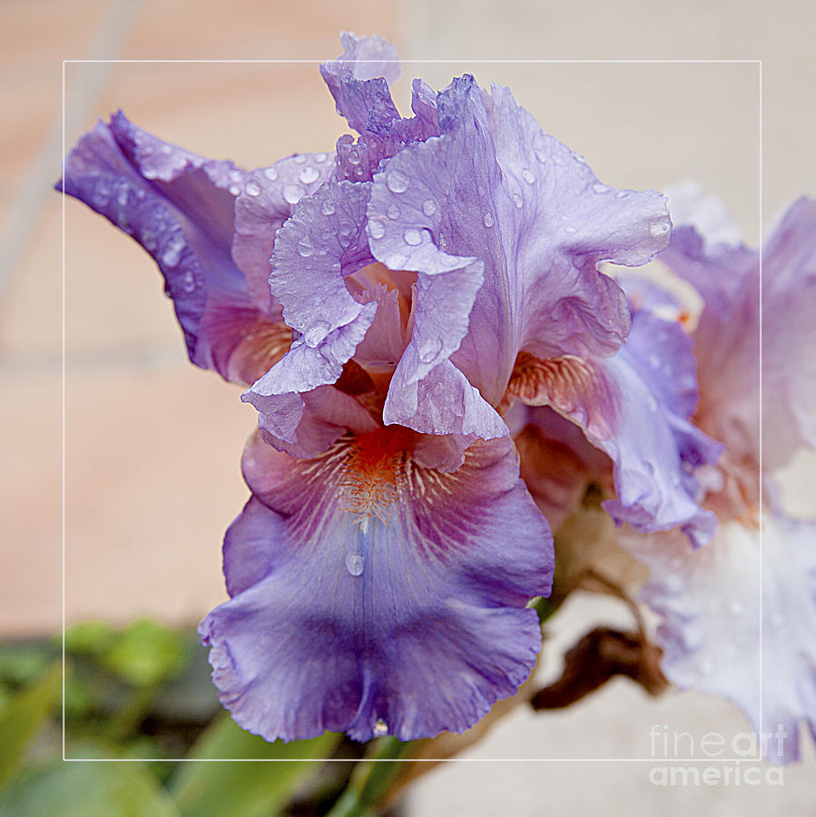 Soft Purple Iris Flower After Rain Photograph by Jerry Cowart