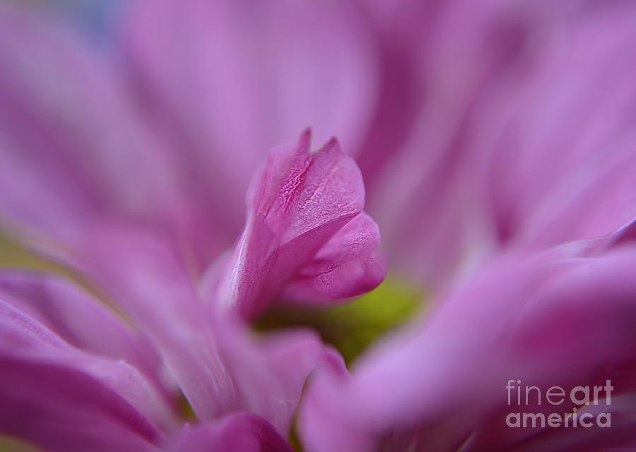 Soft Purple Photograph by Michelle Meenawong