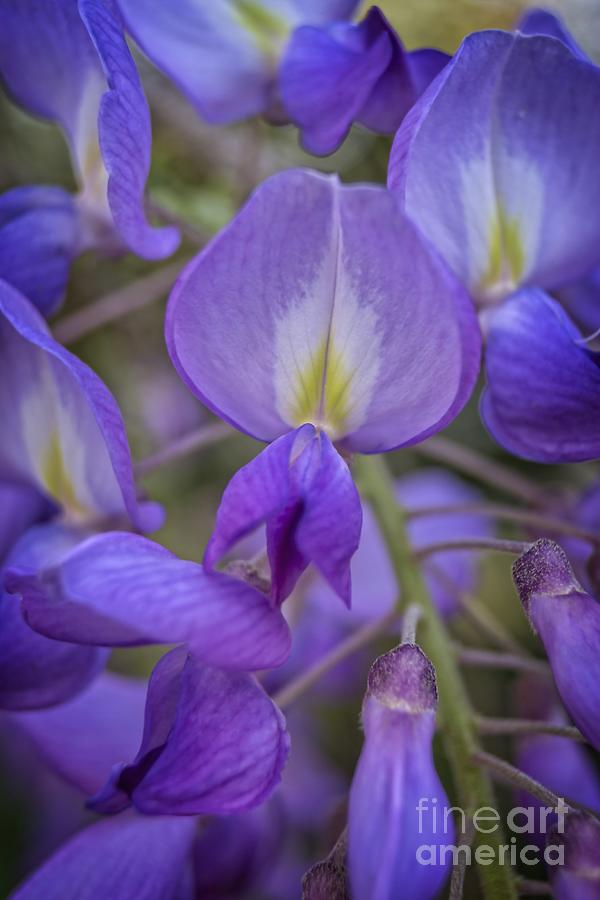 Soft Purple Wisteria Blossoms Photograph by MM Anderson