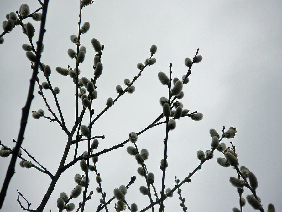 Soft Pussy Willows - Hard Gray Sky Photograph by Carol Senske