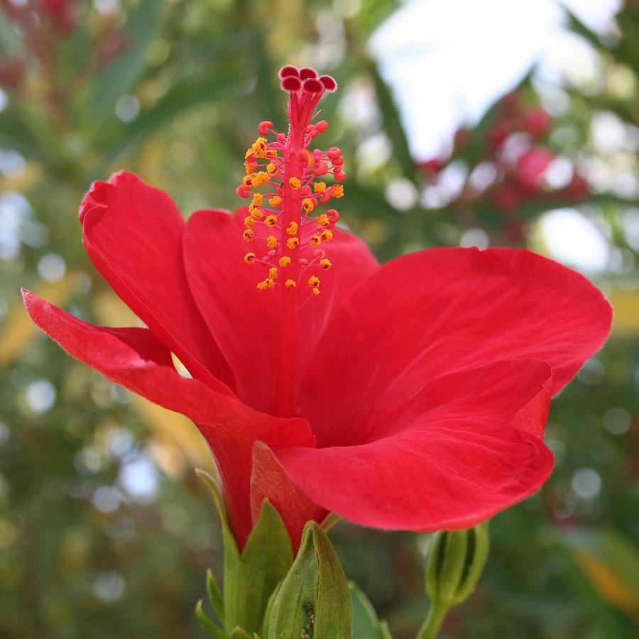 Soft Red Hibiscus With A Natural Garden Background Photograph by Taiche Acrylic Art