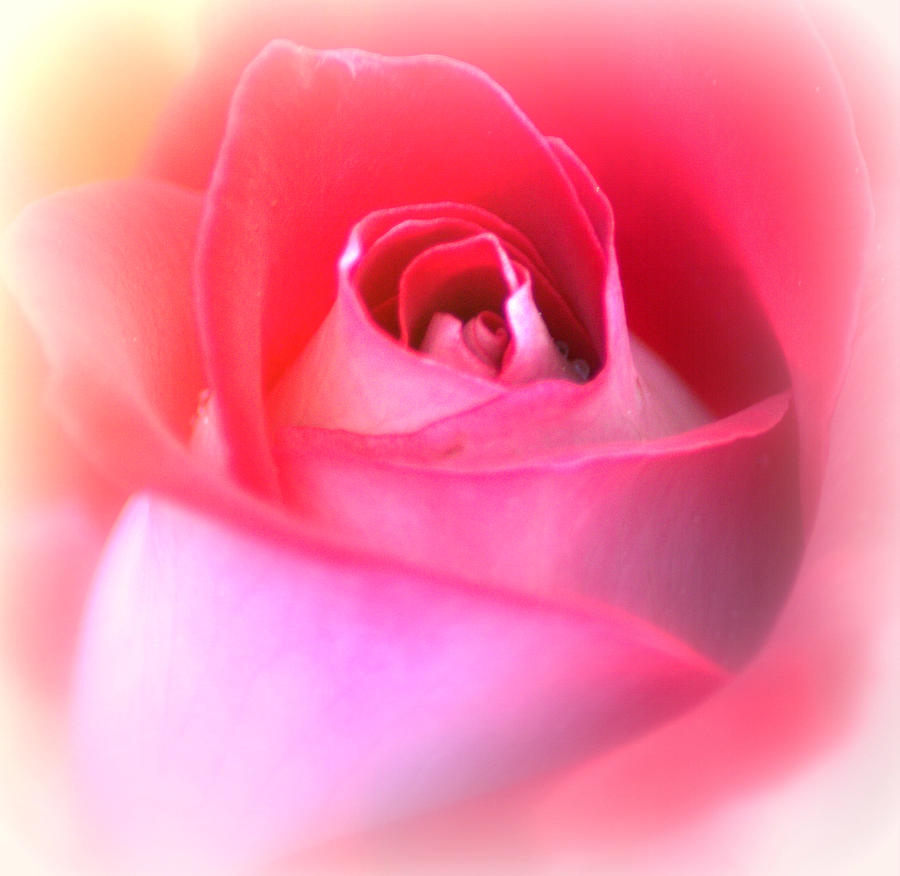Soft Red Rose Photograph by Joan Han