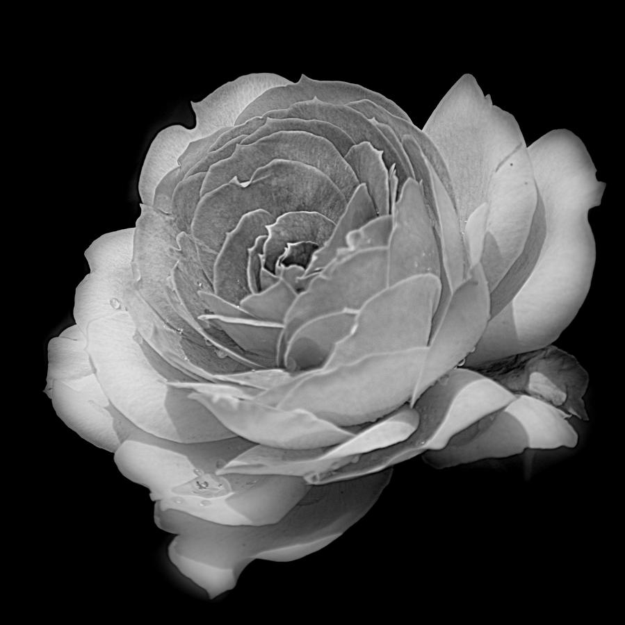 Soft Rose Black White Photograph by Joan Han