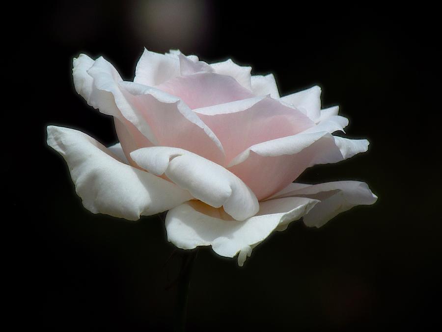 Soft Rose Photograph by Carol Montoya